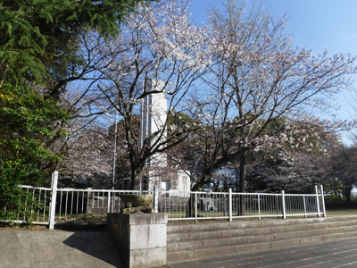 20170404桜の開花情報